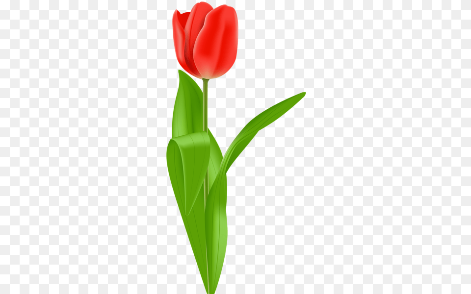 Red Tulip Clip Art Image Aa Flores Red Tulips, Flower, Plant Free Png Download