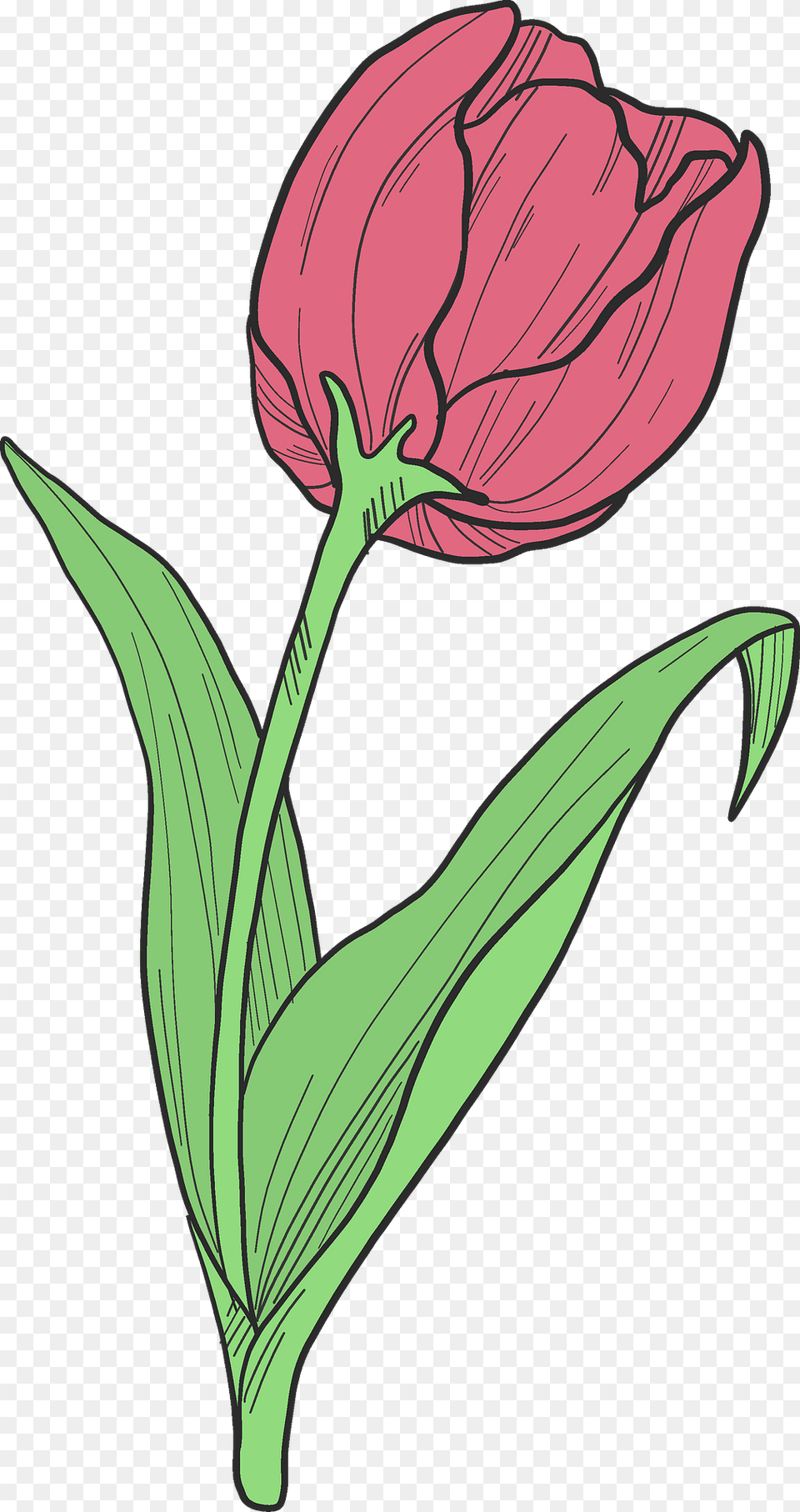 Red Tulip Clipart, Flower, Plant, Petal, Art Free Transparent Png