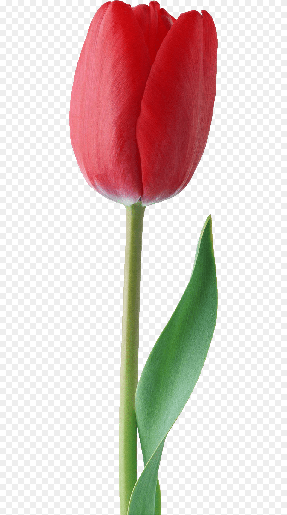 Red Tulip Image Red Tulip Flower, Plant Free Png Download