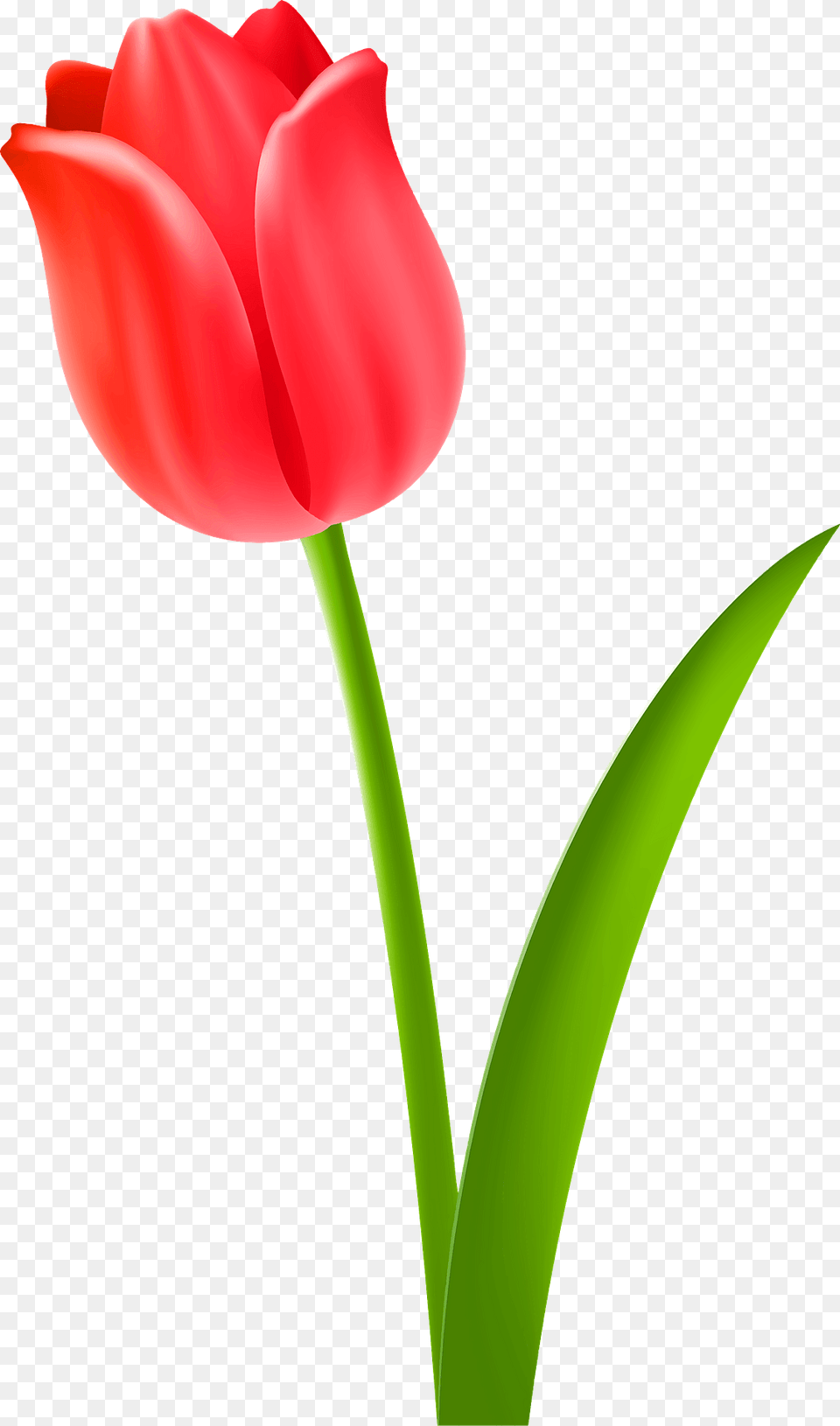 Red Tulip On The Stem Clipart, Flower, Plant Free Transparent Png