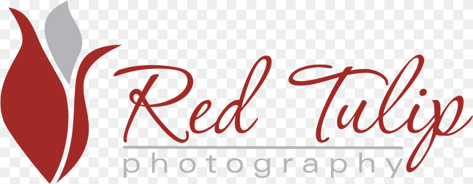 Red Tulip Photography Calligraphy, Text, Flower, Plant Png Image