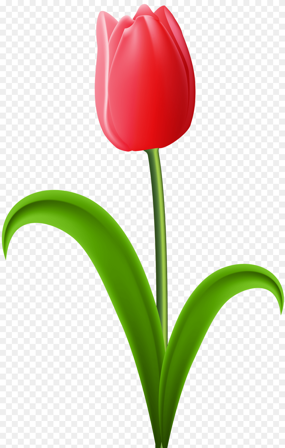 Red Tulip Transparent Clip Art, Flower, Plant Free Png