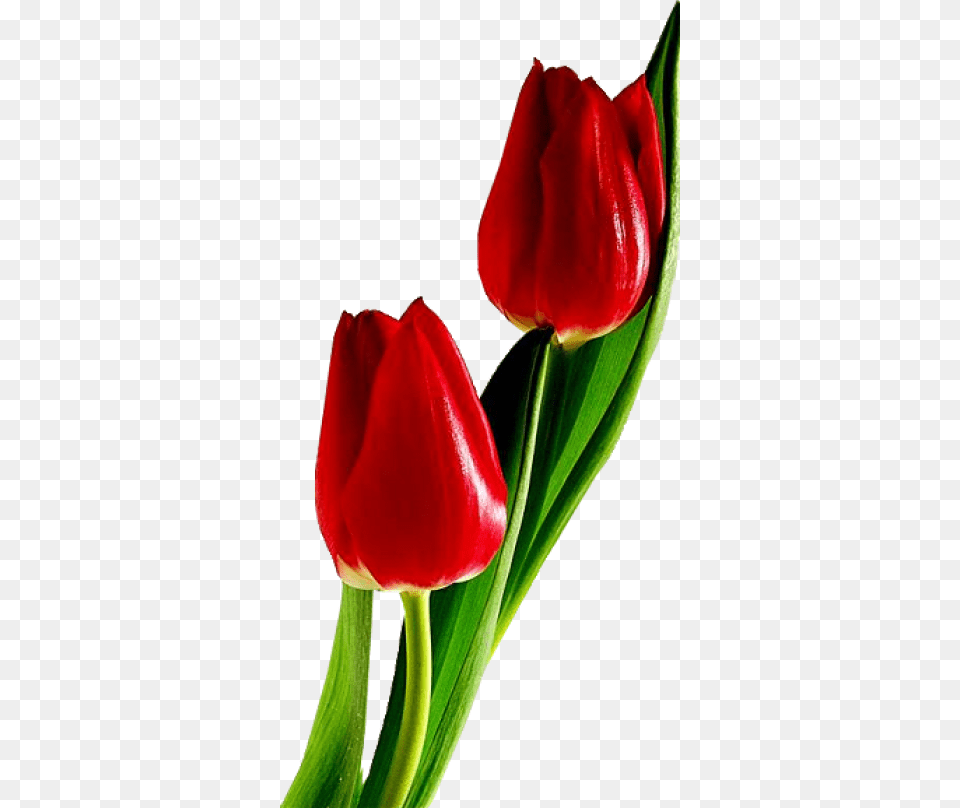 Red Tulips, Flower, Plant, Tulip Free Png