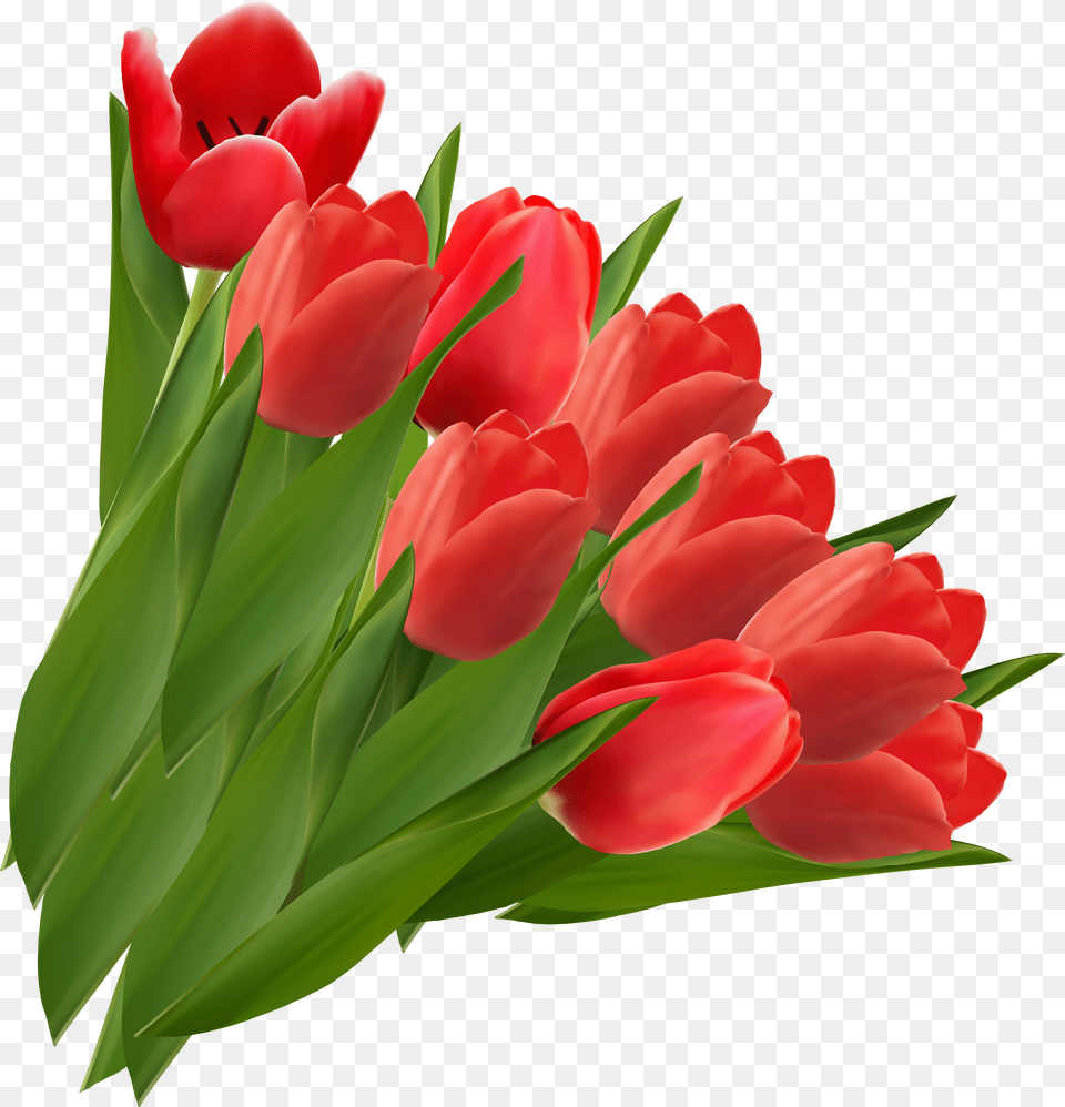 Red Tulips Clipart Picture Tulips Free Transparent Png