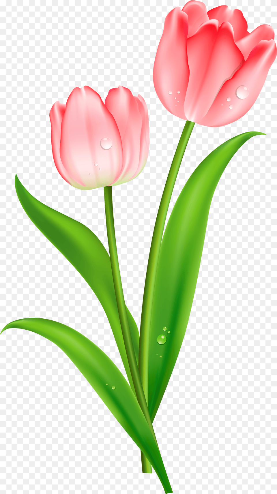 Red Tulips Clipart Single Pink Tulips Flowers, Flower, Plant, Tulip, Rose Free Png