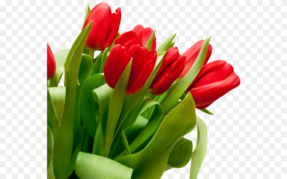 Red Tulips White Background, Flower, Flower Arrangement, Flower Bouquet, Plant Free Png Download