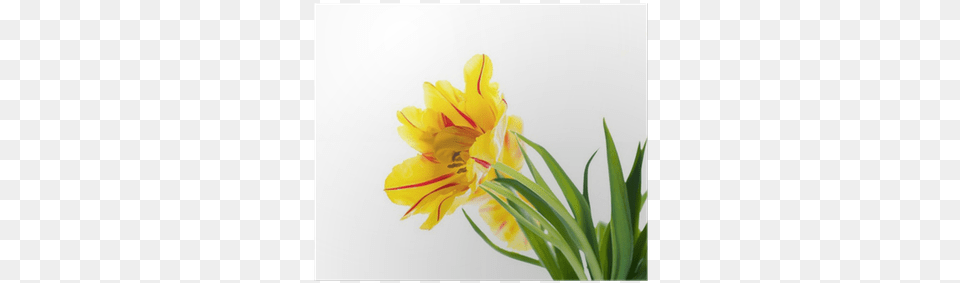 Red Tulips With Green Grass Green, Flower, Plant, Petal, Daffodil Png