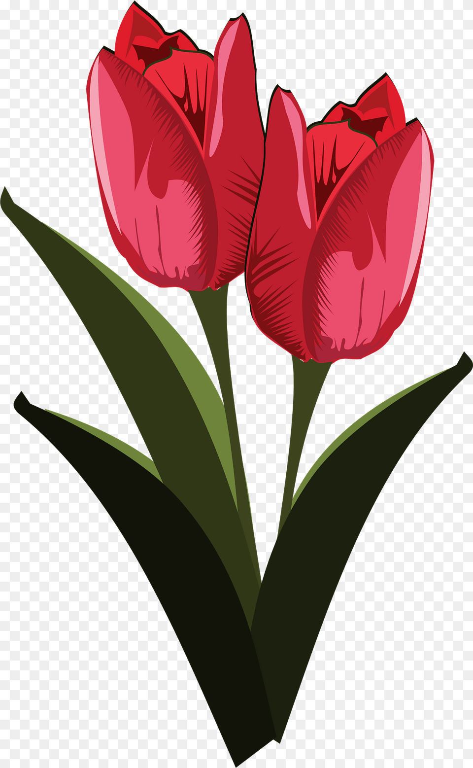 Red Tulips With Stems Clipart, Flower, Plant, Tulip, Petal Free Png