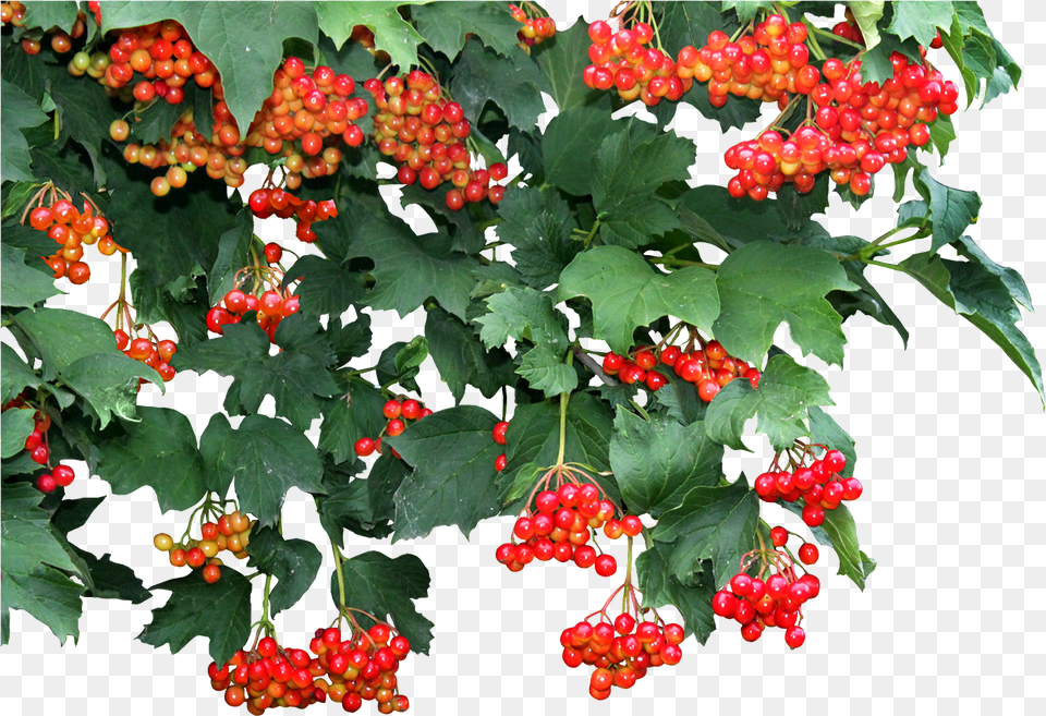Red Viburnum Vines Leaf Transparent, Food, Fruit, Plant, Produce Png Image
