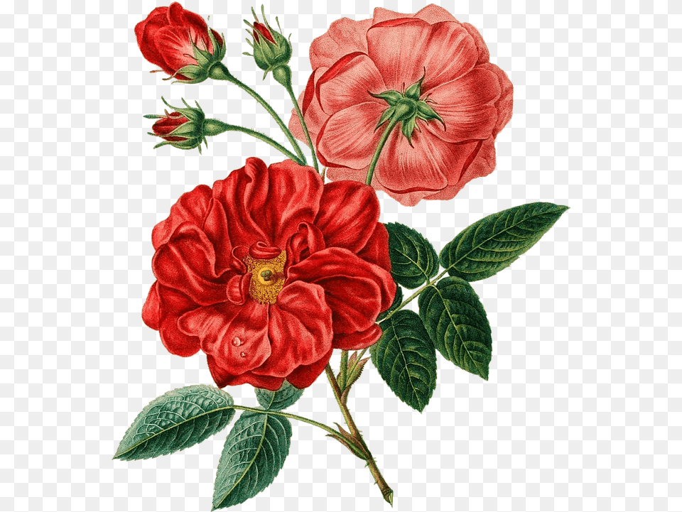 Red Vintage Flower 3 Vintage Flower Plant, Dahlia, Rose, Pattern Free Transparent Png