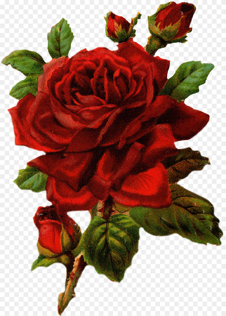 Red Vintage Rose Free Png Download