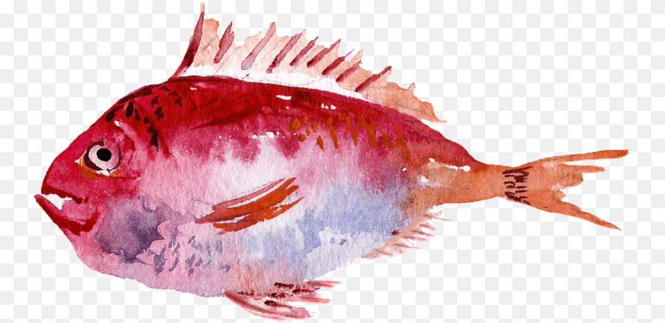 Red Watercolor Hand Painted Goldfish Transparent Sole, Animal, Sea Life, Fish Png