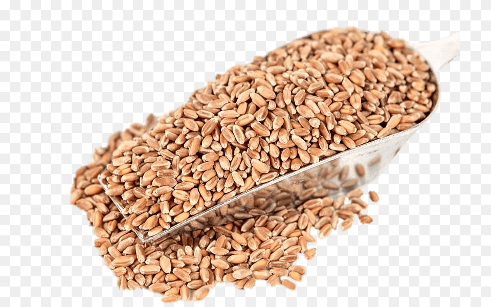 Red Wheat, Food, Grain, Produce, Seed Free Transparent Png