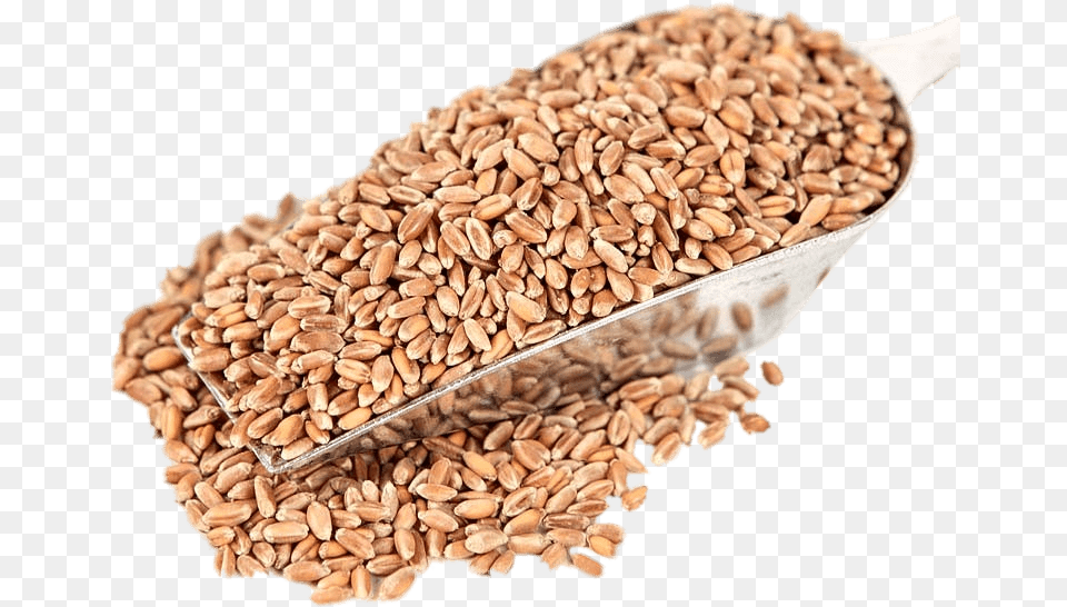 Red Wheat Whole Wheat Grain, Food, Produce Png