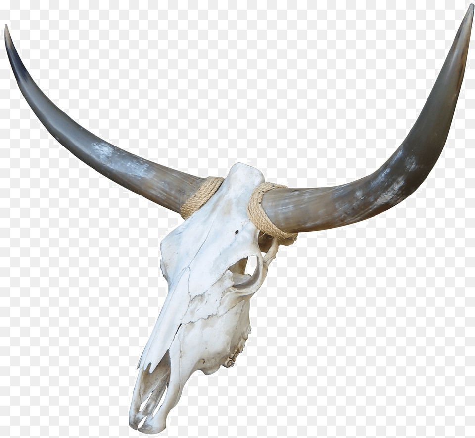 Red White And Blue Cattle Bone Goat Cow Skull, Animal, Mammal, Longhorn, Livestock Free Png Download