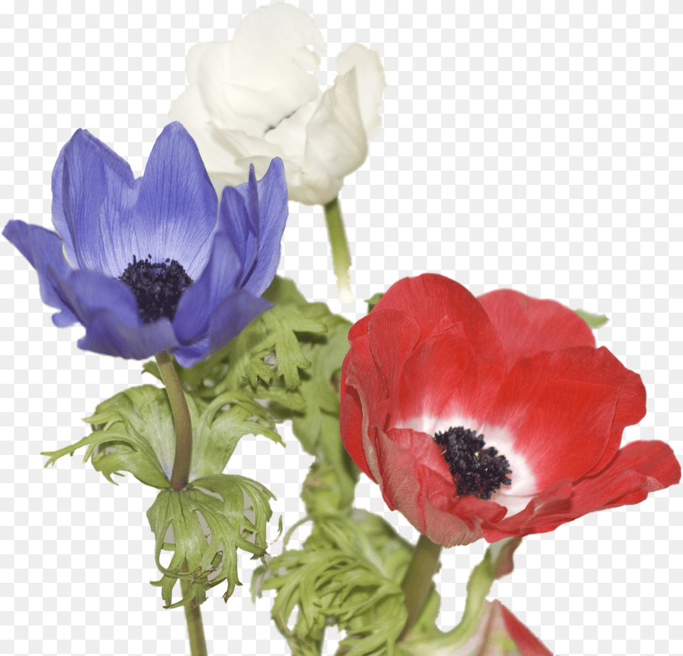 Red White And Blue Flower, Anemone, Geranium, Plant, Rose Png