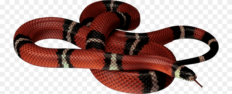 Red White Black Snake, Animal, Reptile, King Snake Free Png Download