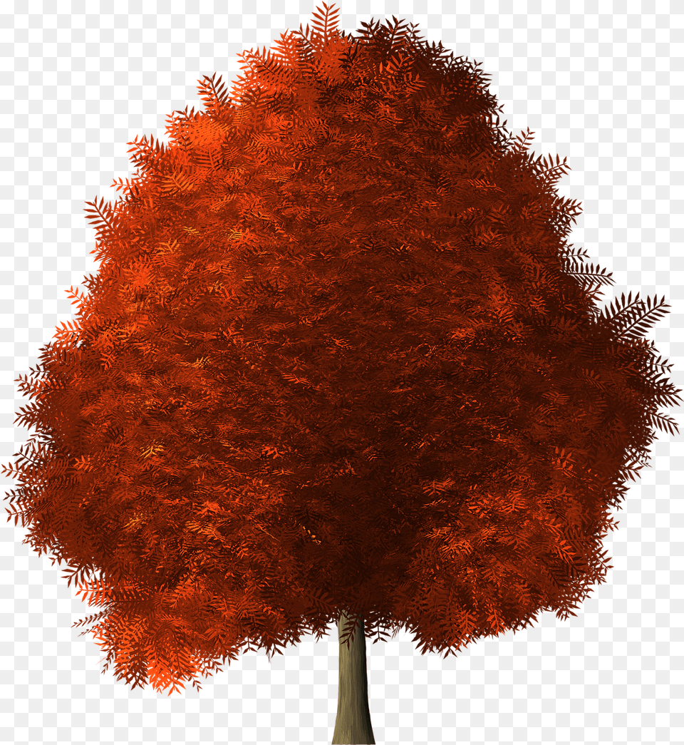 Red Wig Maple Tree Background Maple, Plant, Leaf Free Transparent Png