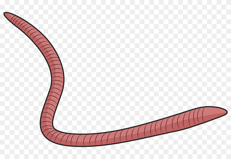 Red Wiggler Worm Clipart, Animal, Invertebrate, Fish, Sea Life Png Image