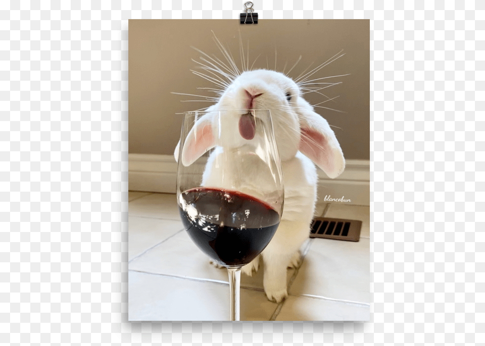 Red Wine, Animal, Rabbit, Glass, Mammal Png