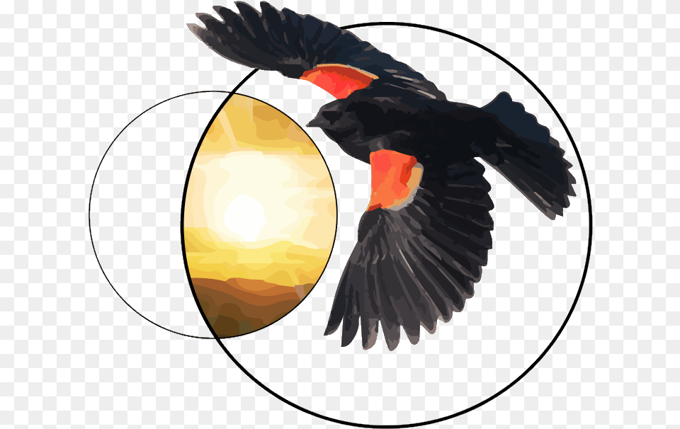 Red Wing Blackbird Flying, Animal, Bird Free Transparent Png