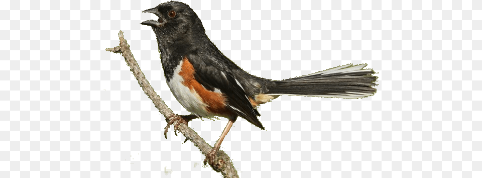 Red Winged Blackbird, Animal, Bird, Finch Free Transparent Png