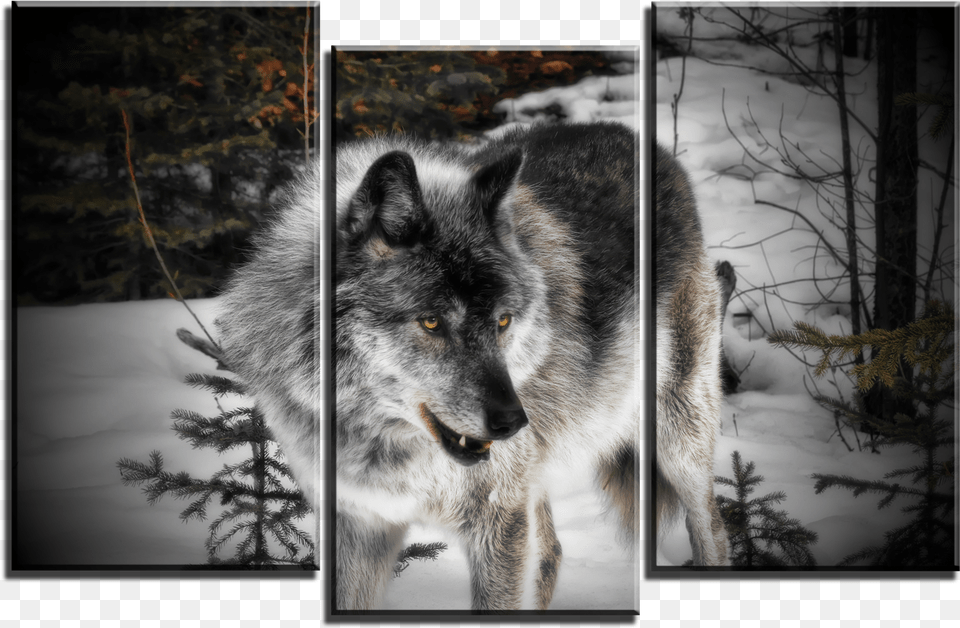 Red Wolf, Animal, Mammal, Canine, Dog Free Png