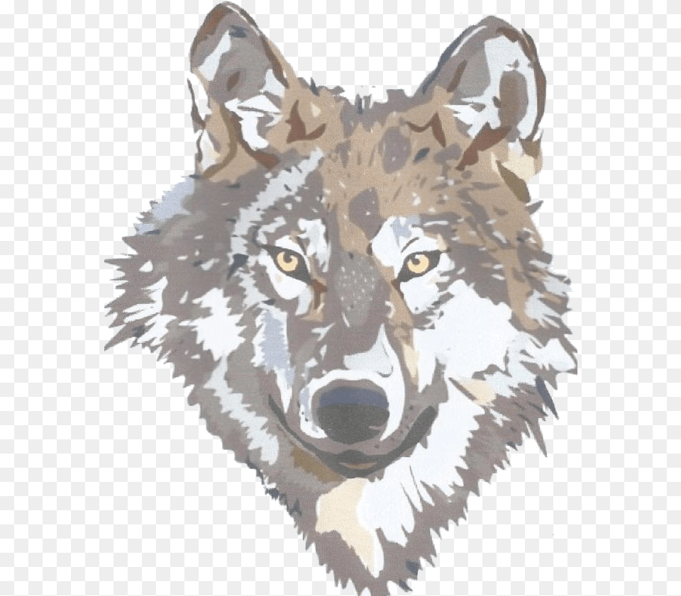 Red Wolf, Animal, Mammal, Person, Face Free Png Download