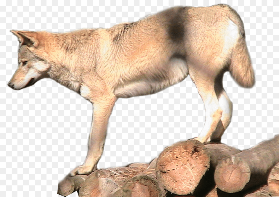 Red Wolf, Animal, Mammal, Canine, Red Wolf Free Png