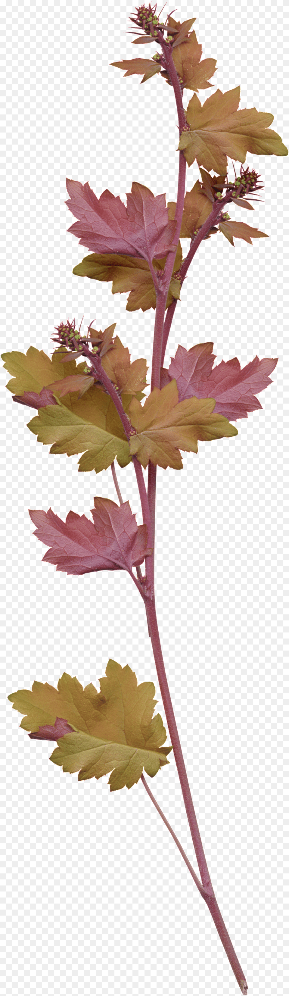 Red Yellow Maple Watercolor Transparent Illustration Grape, Leaf, Plant, Tree, Flower Png