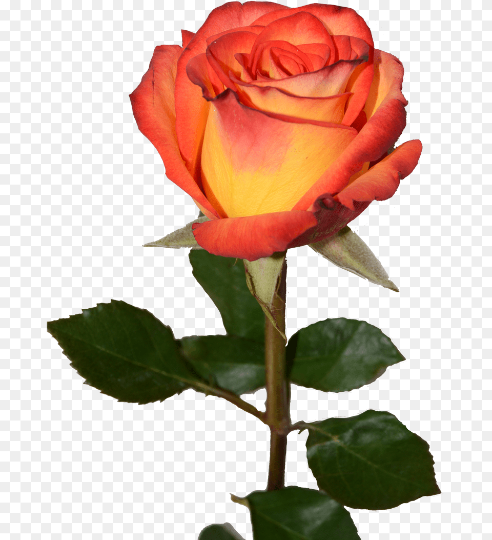 Red Yellow Rose, Flower, Plant Free Transparent Png