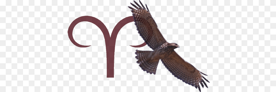 Redaries Native American Hawk Symbols, Animal, Bird, Kite Bird, Buzzard Png