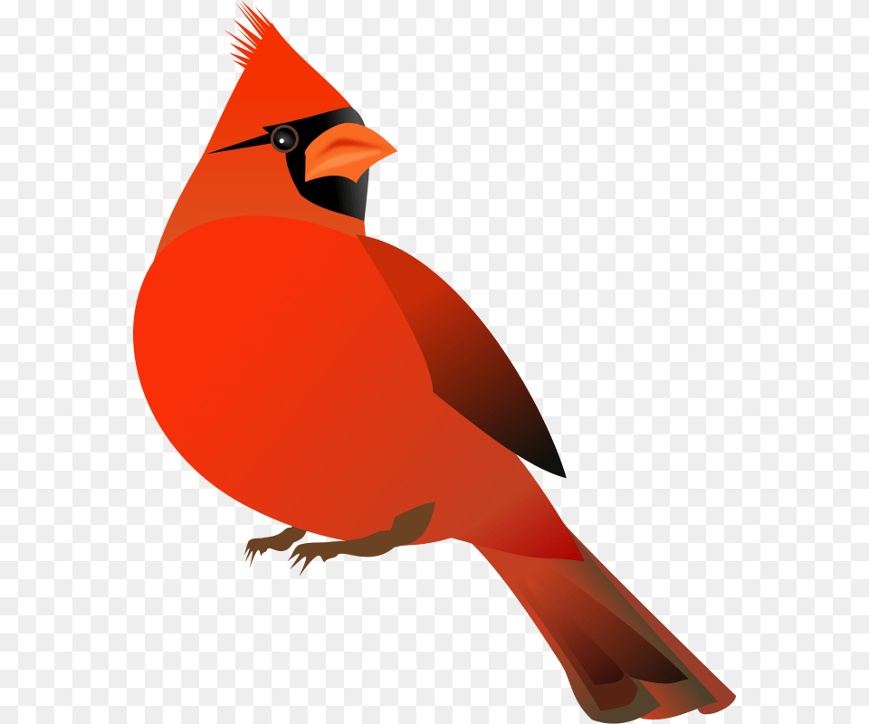 Redcardinal, Animal, Bird, Cardinal Png Image