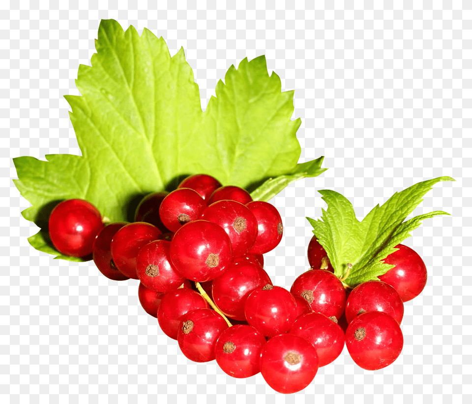 Redcurrant, Food, Fruit, Plant, Produce Free Png Download