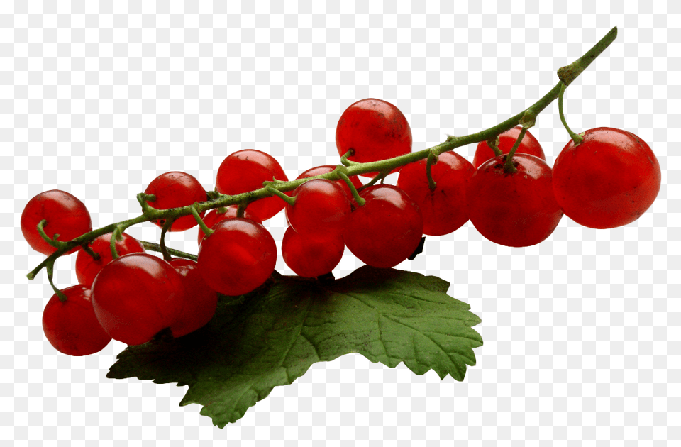 Redcurrant, Food, Fruit, Plant, Produce Free Transparent Png
