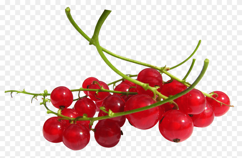 Redcurrant, Food, Fruit, Plant, Produce Free Transparent Png