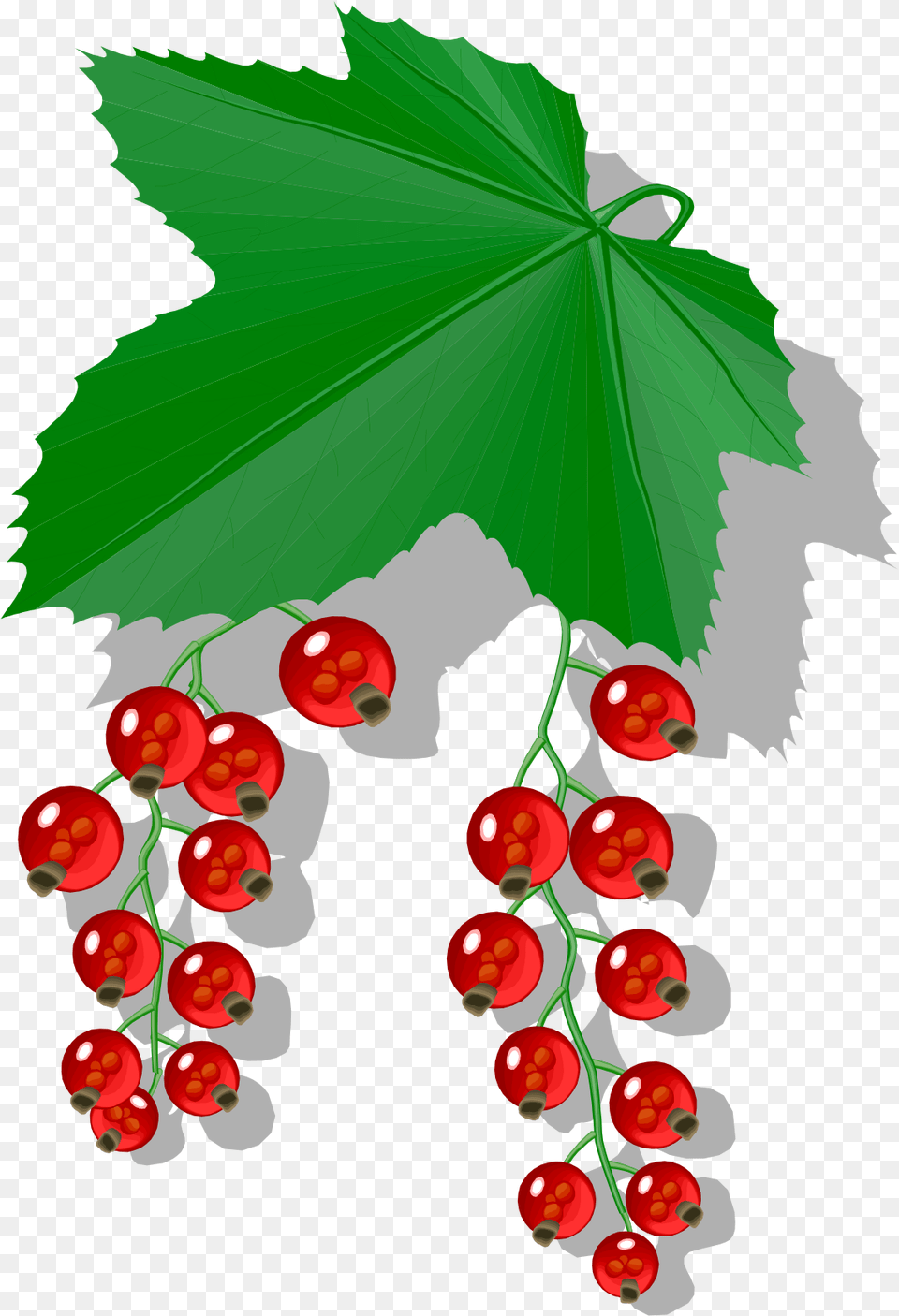 Redcurrant, Food, Fruit, Leaf, Plant Free Transparent Png