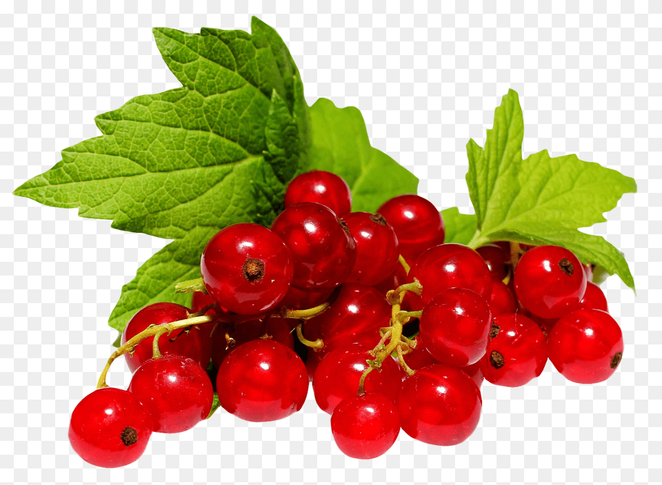 Redcurrant Image, Food, Fruit, Plant, Produce Png