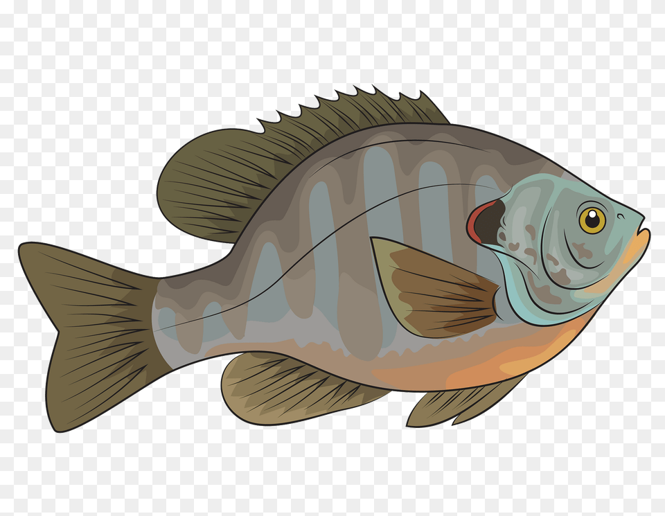 Redear Sunfish Clipart, Animal, Fish, Sea Life, Perch Png