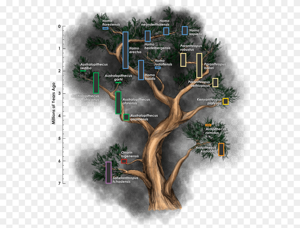 Redefining Homo Does Our Family Tree Need More Branches Homo Genus Family Tree, Rainforest, Land, Nature, Outdoors Png Image