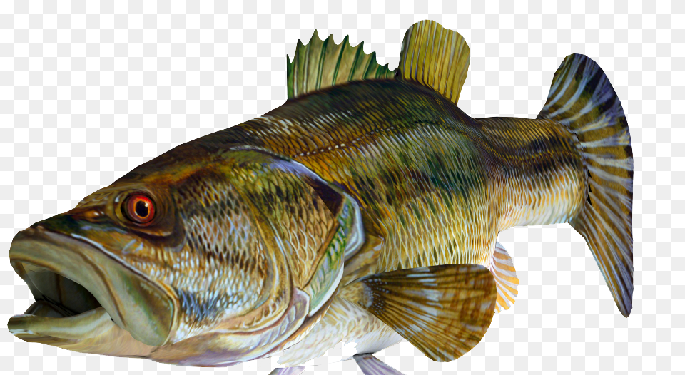 Redeye Bass 3d Fish Image With Large Mouth Bass, Animal, Sea Life, Perch Free Png