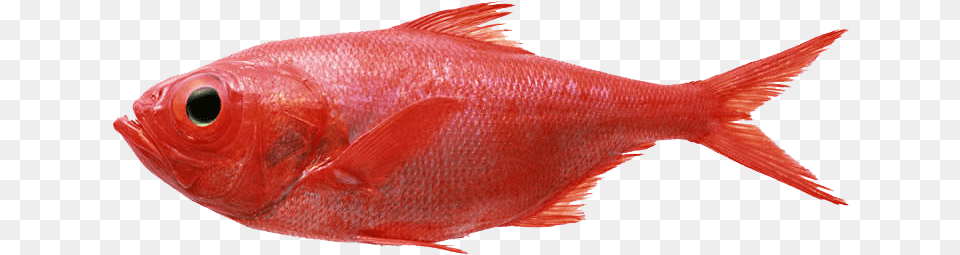 Redfish Seafood Fly Fishing Splendid Alfonsino Red Fish Transparent, Animal, Sea Life Free Png