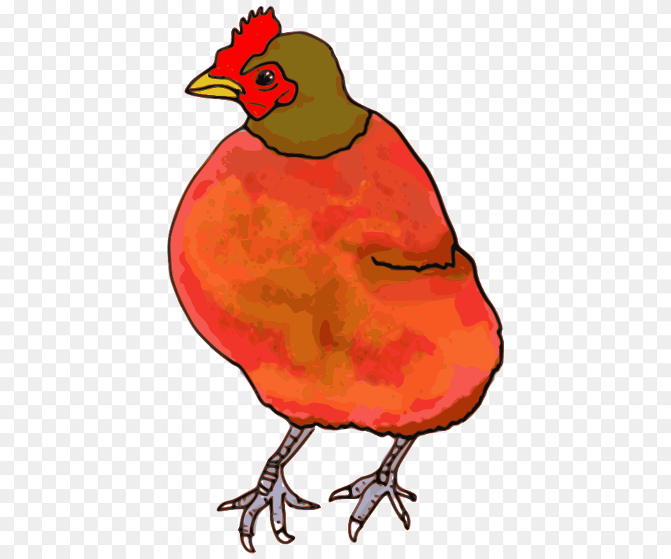 Redhen, Animal, Beak, Bird, Person Free Png