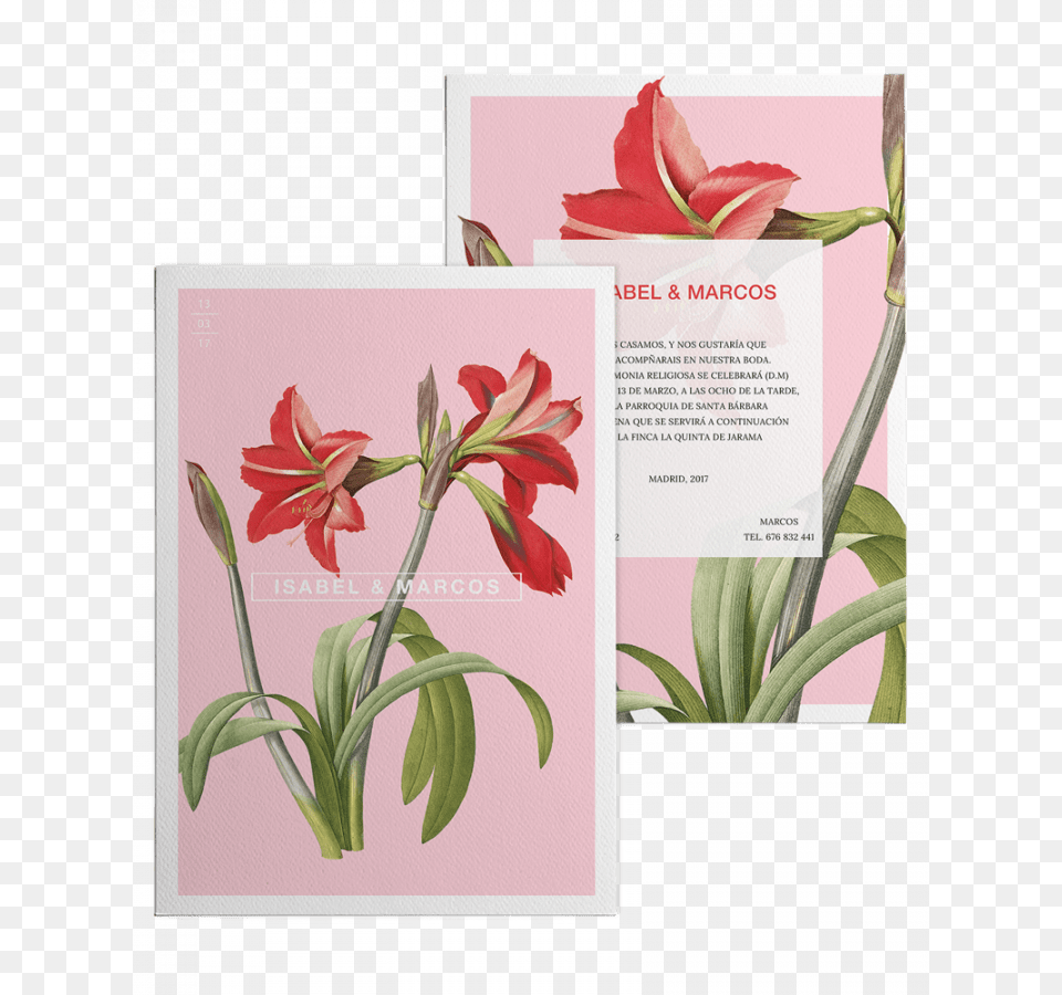 Redoute Flower Paintings, Advertisement, Envelope, Greeting Card, Mail Free Png Download