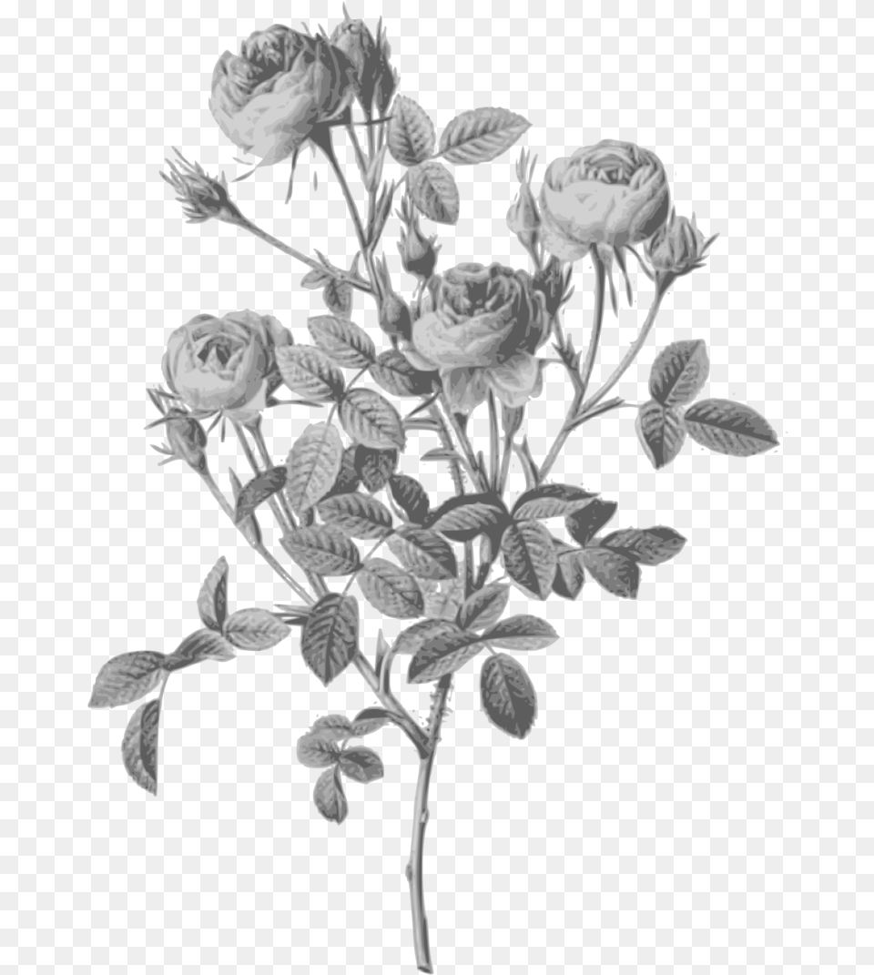 Redoute Rosa Pomponia Grayscale Rose Sidonie Botanical Illustration, Flower, Plant, Art, Petal Png Image
