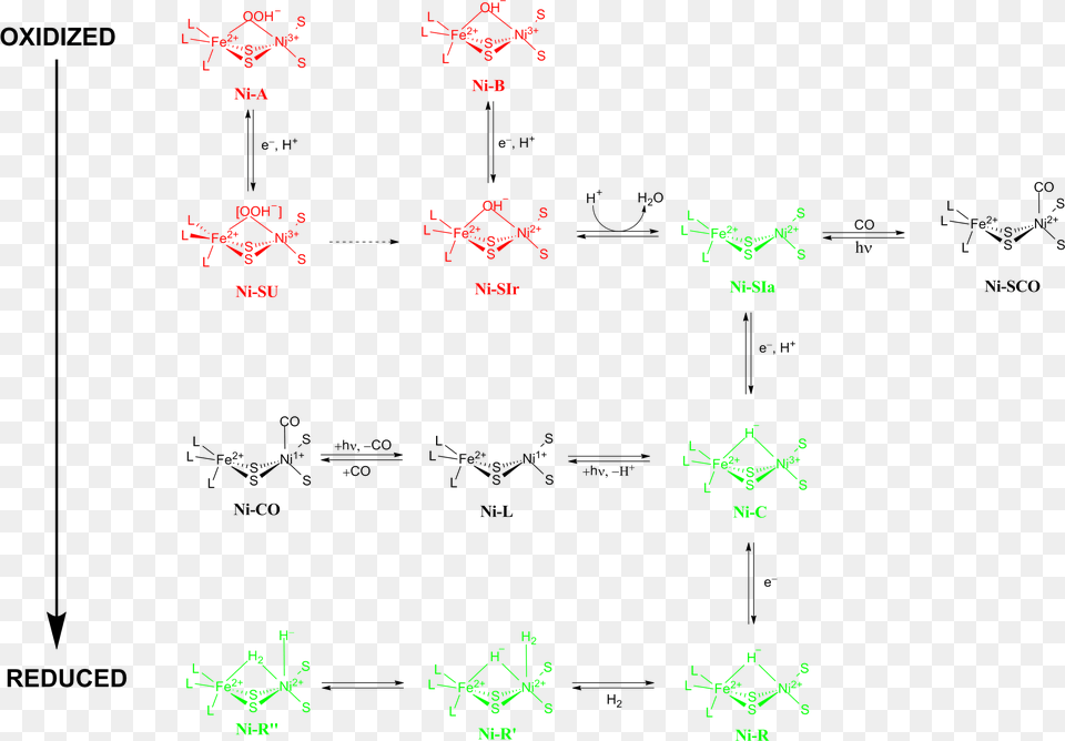 Redox States Of Nife Hydrogenase Nife Hydrogenase, Blackboard, Diagram, Nature, Outdoors Free Transparent Png