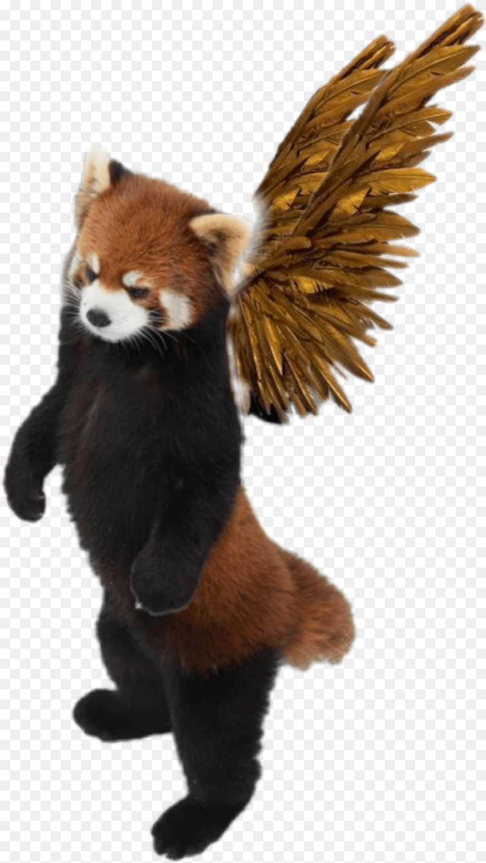 Redpanda Bear Red Wings, Animal, Lesser Panda, Mammal, Wildlife Png Image