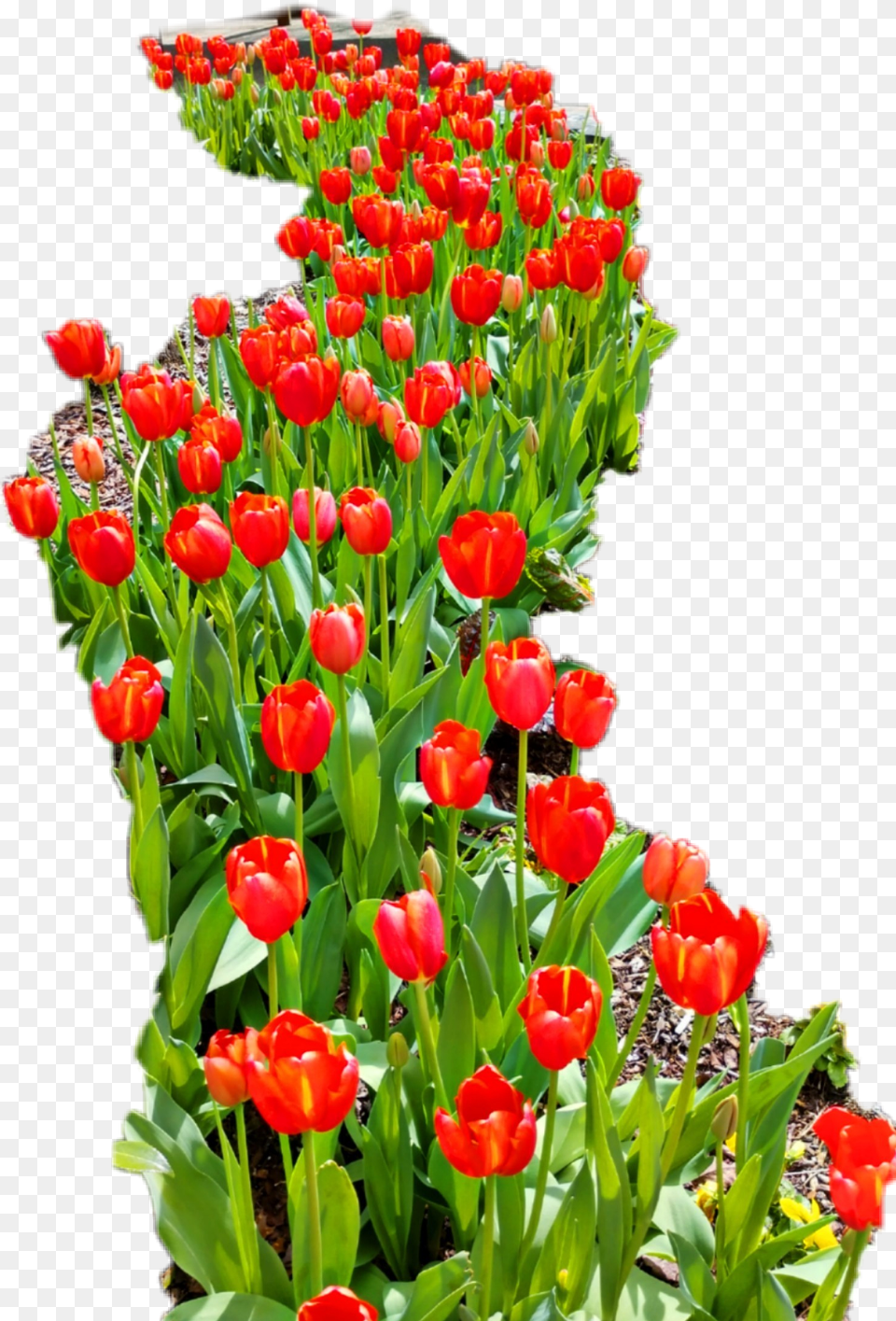 Redtulips Sprenger39s Tulip, Flower, Plant Free Transparent Png