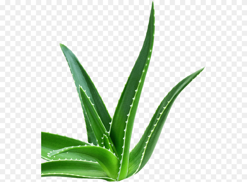 Reduced Sugar Range, Aloe, Plant Free Transparent Png