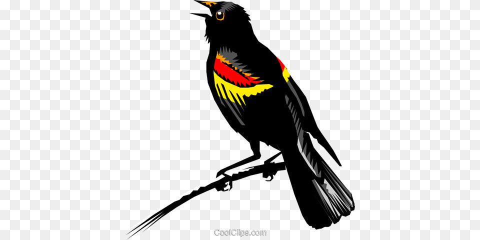 Redwing Blackbird Royalty Vector Clip Art Illustration Red Winged Blackbird No Background, Animal, Bird Free Transparent Png